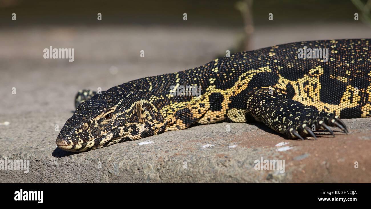 Nile Monitor, South Africa Stock Photo