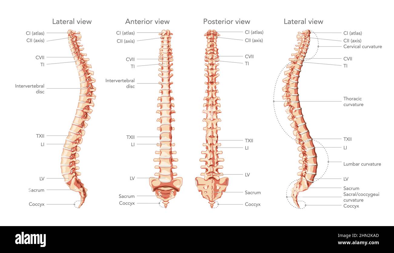 The human vertebral column in front, back, side view with main parts labeled, with and without Intervertebral disc. Vector flat realistic concept illustration in natural colors spine isolated on white Stock Vector