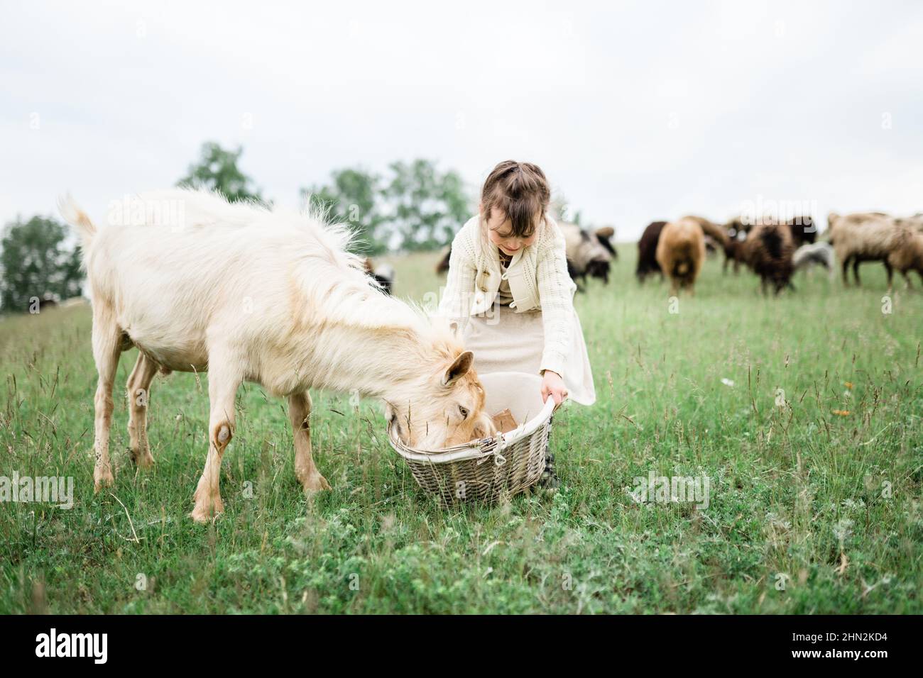 Little girl feeding goats on the farm Stock Photo - Alamy