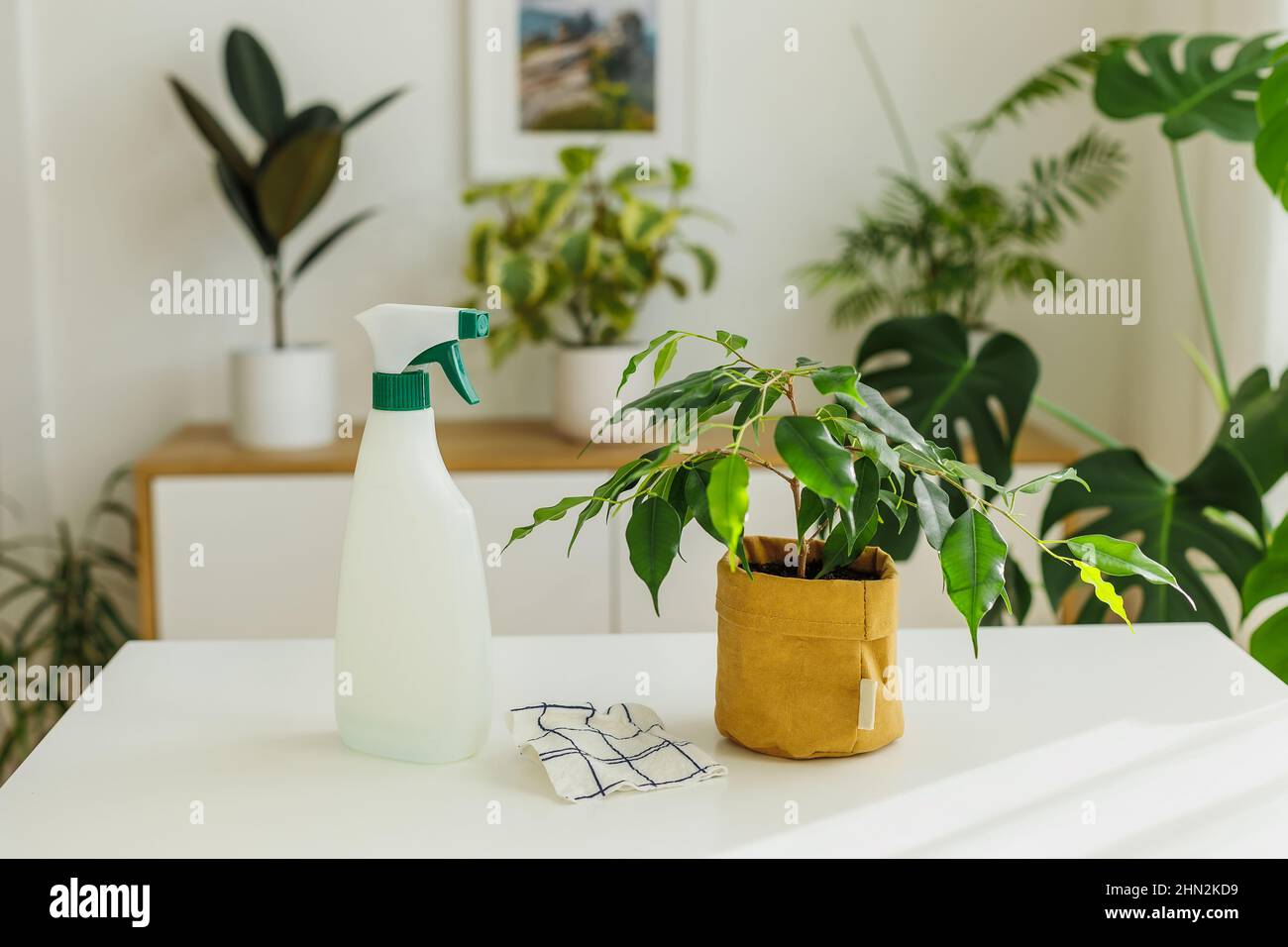 Spraying bottle and rag near ficus. Concept of home gardening and houseplants care at springtime. Home plants cleaning tools. Stock Photo