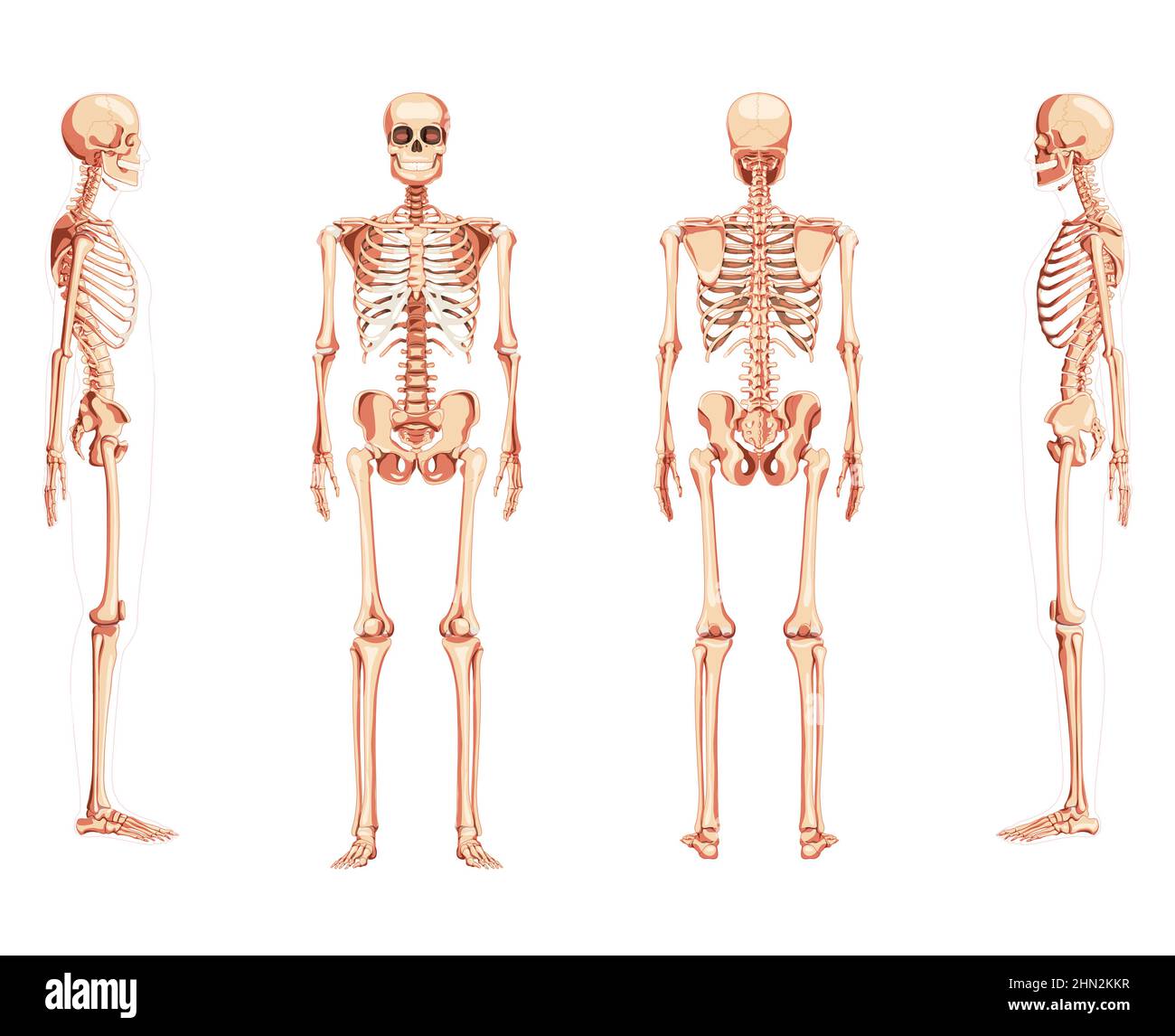 Set of Skeleton Human front back side view with two arm poses ventral, lateral, and dorsal views. Realistic flat natural color concept Vector illustration of anatomy isolated on white background Stock Vector