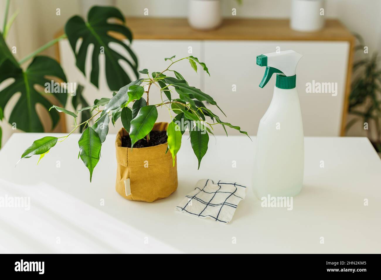 Tools for watering and cleaning plants - spraying bottle and rag near ficus. Concept of home gardening and houseplants care at springtime. Stock Photo