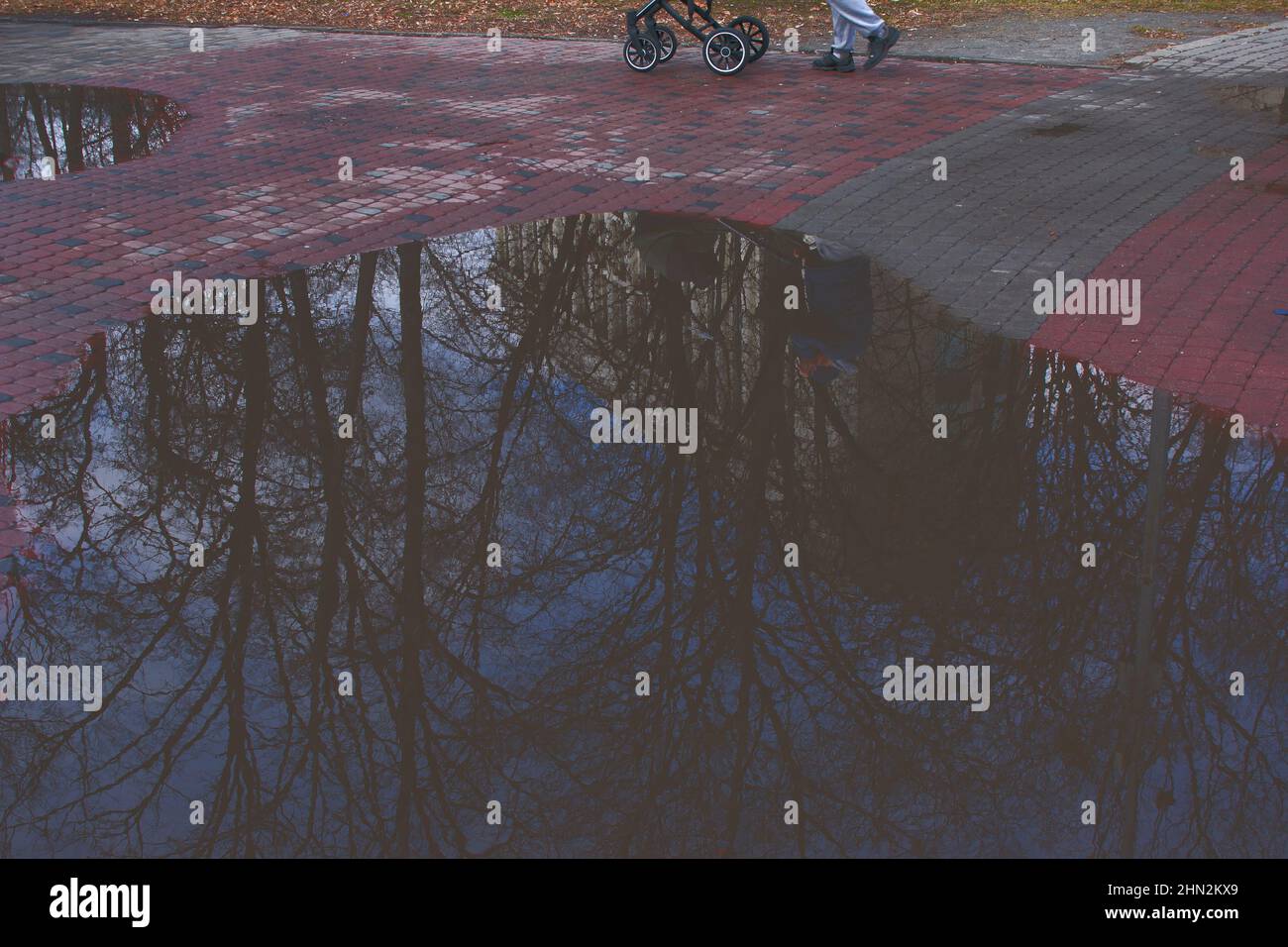 Reflection of tree branches in a puddle after rain. Spring background ...