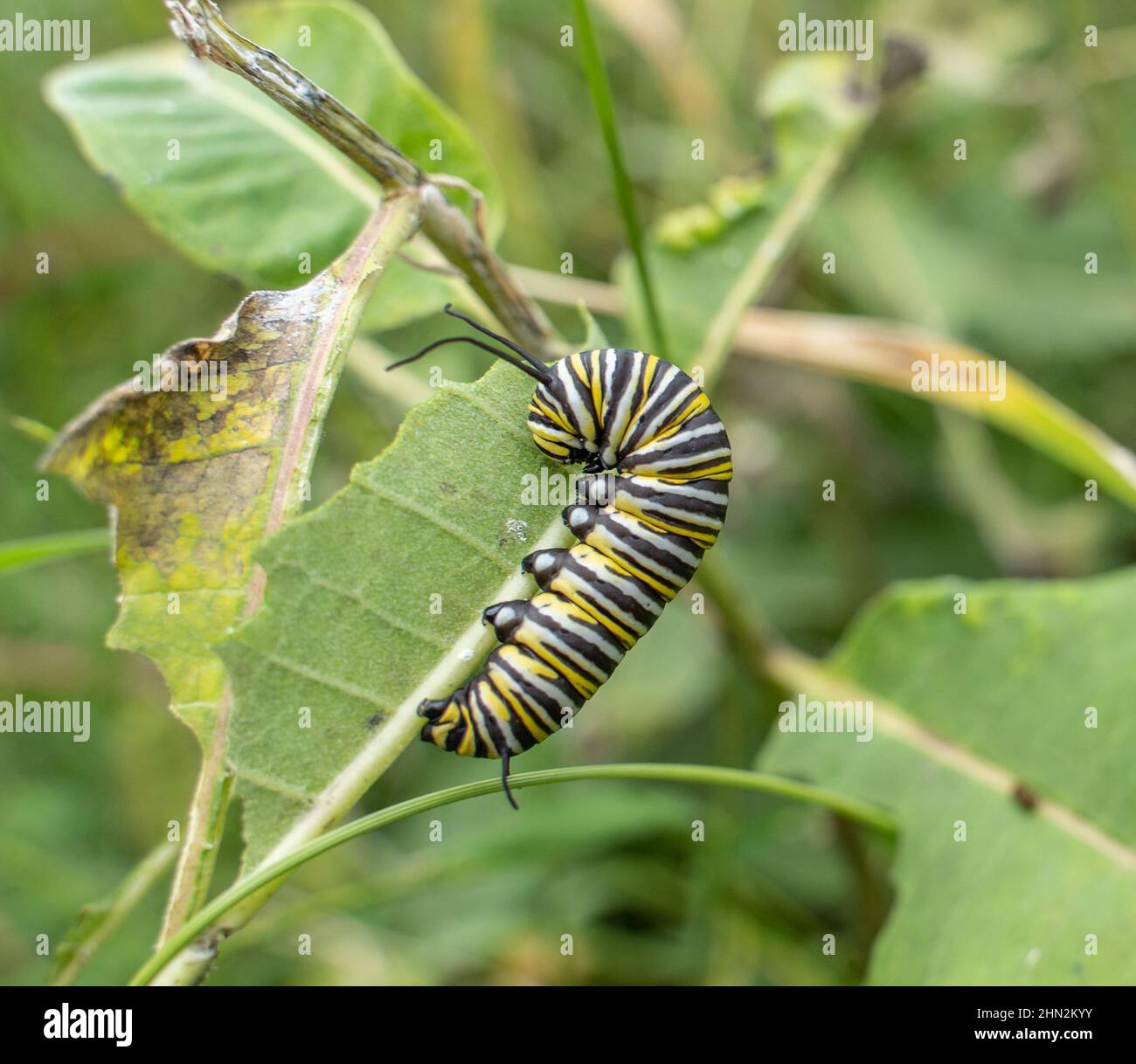 Monarch Butterfly (Danaus plexippus) Caterpillar munching away on milkweed leaf at the end of summer Stock Photo