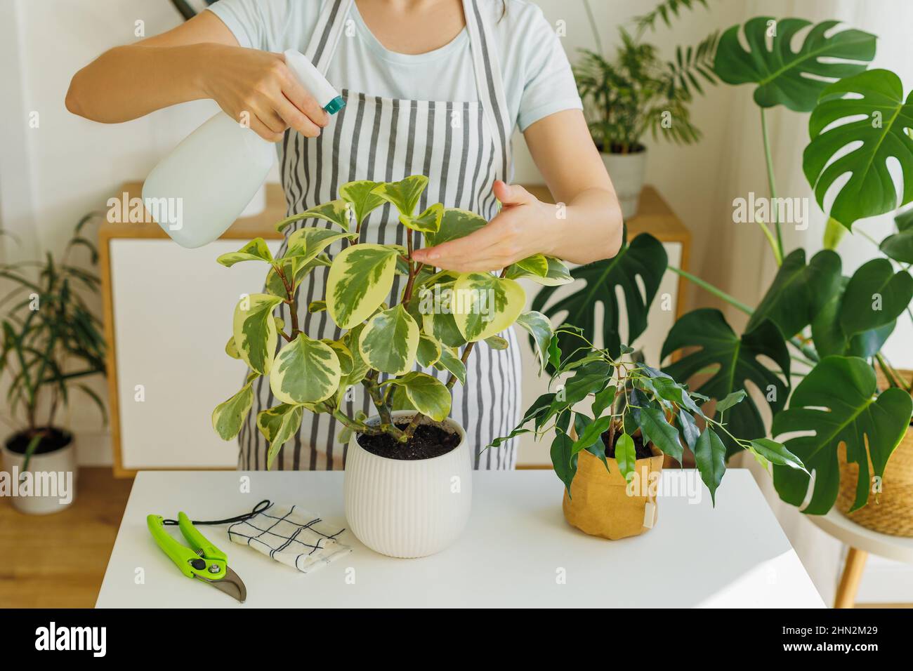 Woman in apron spraying houseplants at home. Springtime to care and watering plants. Florist with spray bottle in hands. Concept of gardening, hobby, householding. Stock Photo