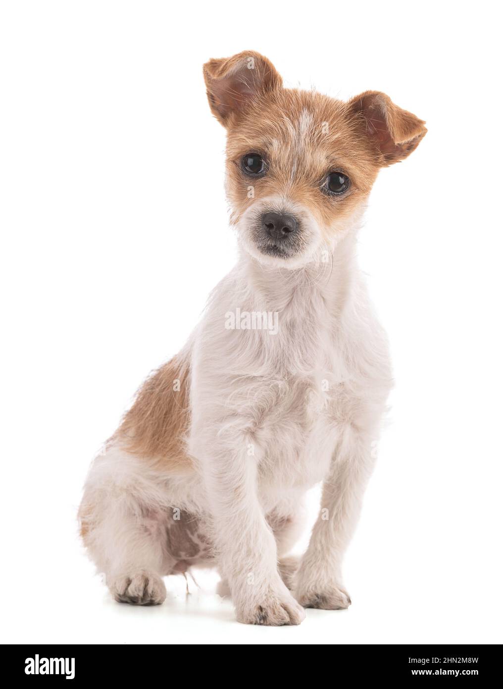 Portrait of a small Mixed Breed puppy sitting on a white background ...
