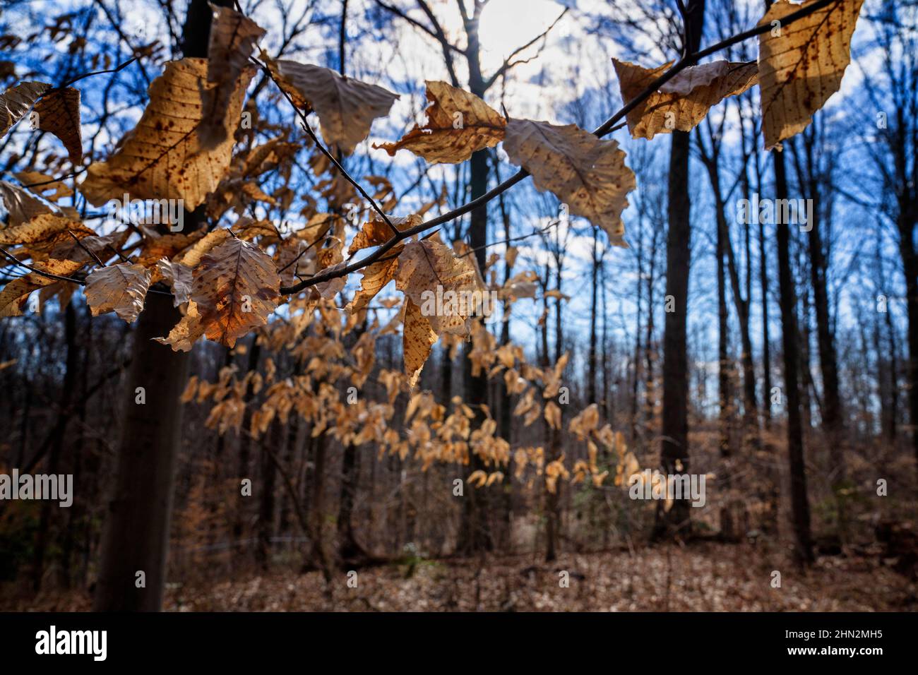 Pathway into the winter forest Stock Photo - Alamy