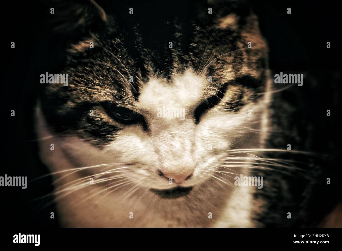 Portrait of a cute domestic cat Stock Photo - Alamy
