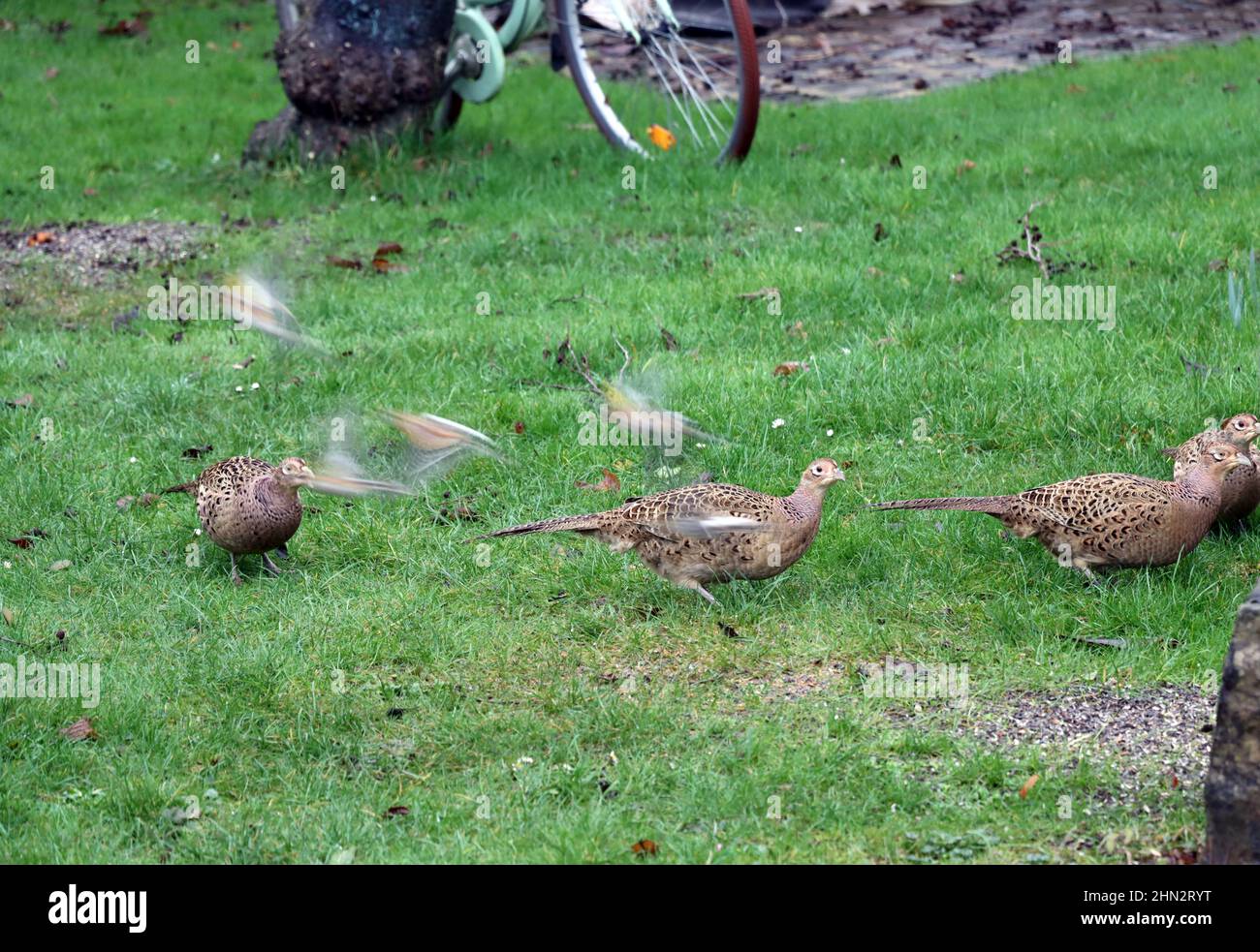 Gruppe mehrerer weiblicher Fasane (Phasanius colchicus) sucht im Garten