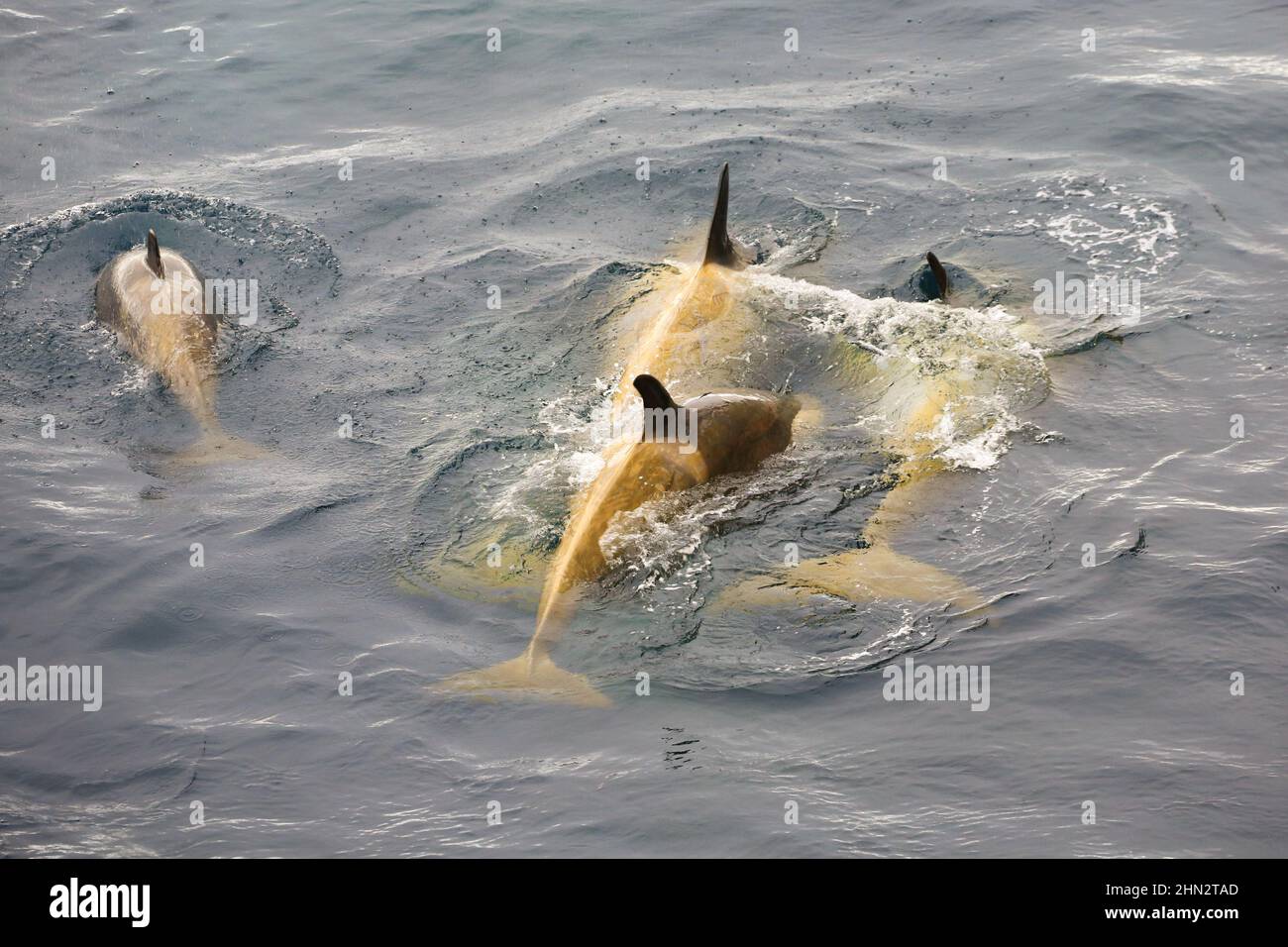Orcas (killer whales) in Antarctic waters between Anvers Island and Range Island. Stock Photo
