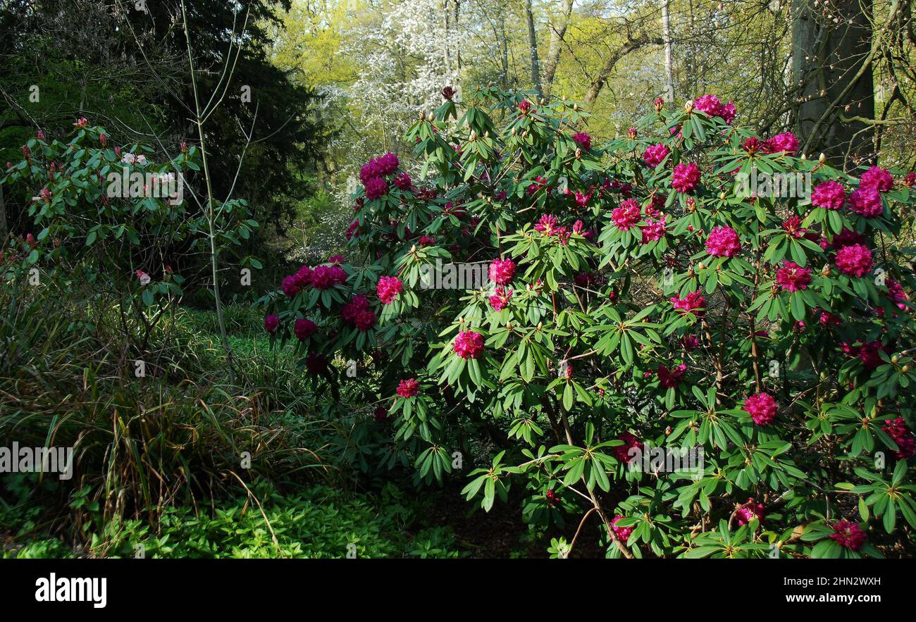 The Duchess Garden at Belvoir Castle Stock Photo