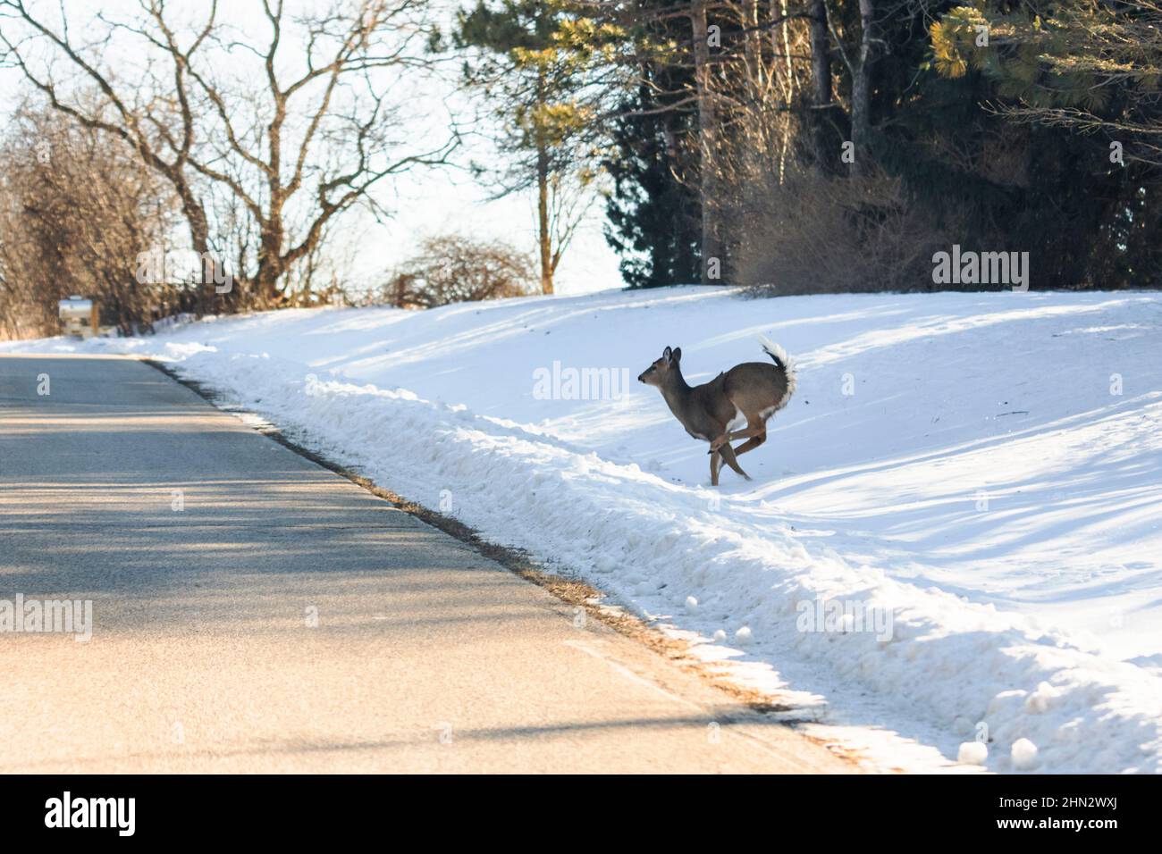 A Whitetailed deer jumps across the road into traffic. Shot from