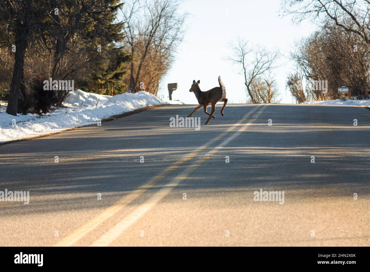 A Whitetailed deer jumps across the road into traffic. Shot from