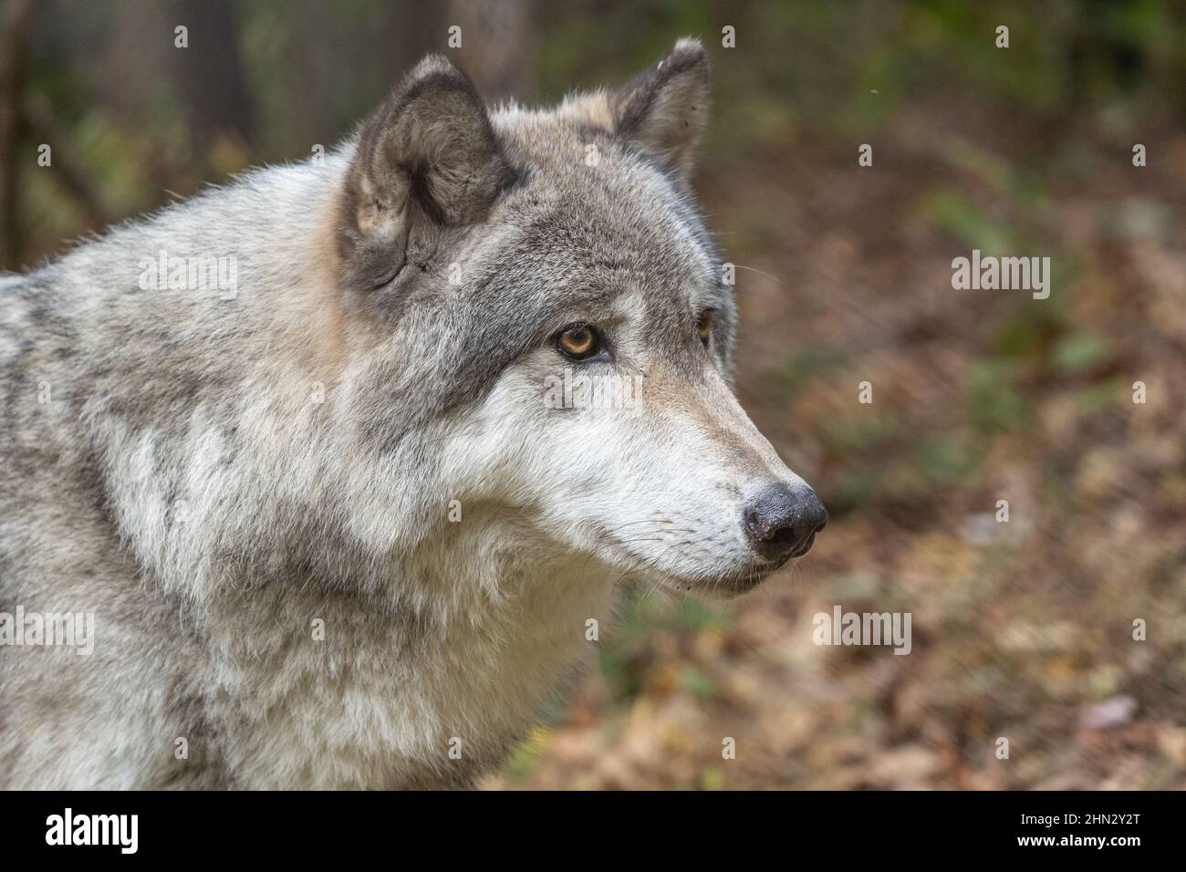 Close-up Side-view of Gray Wolf Stock Photo