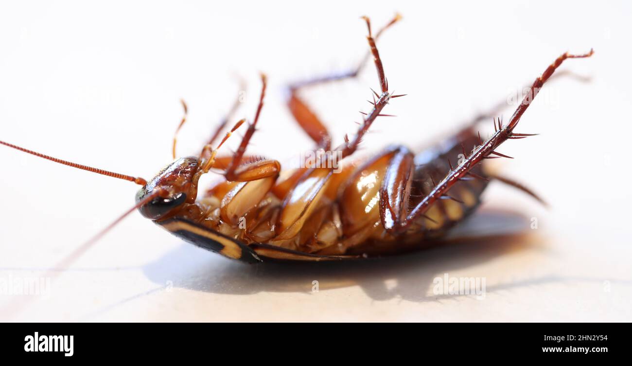 A close up macro side on view of a dead or dying fresh cockroach insect laying on its back. Isolated against a plain white background Stock Photo