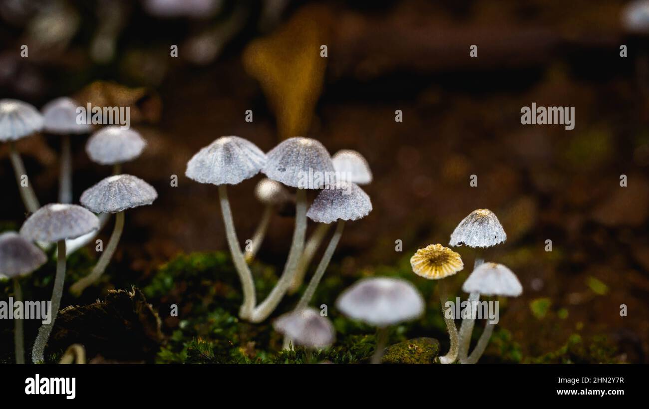 Beautiful closeup of a group of mushrooms growing on forest floor with ...