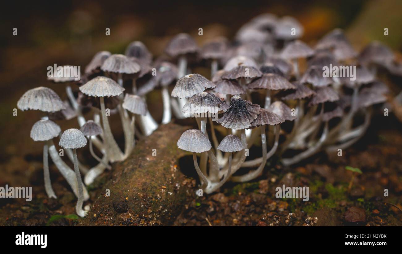 Beautiful closeup of a group of mushrooms growing on forest floor with ...