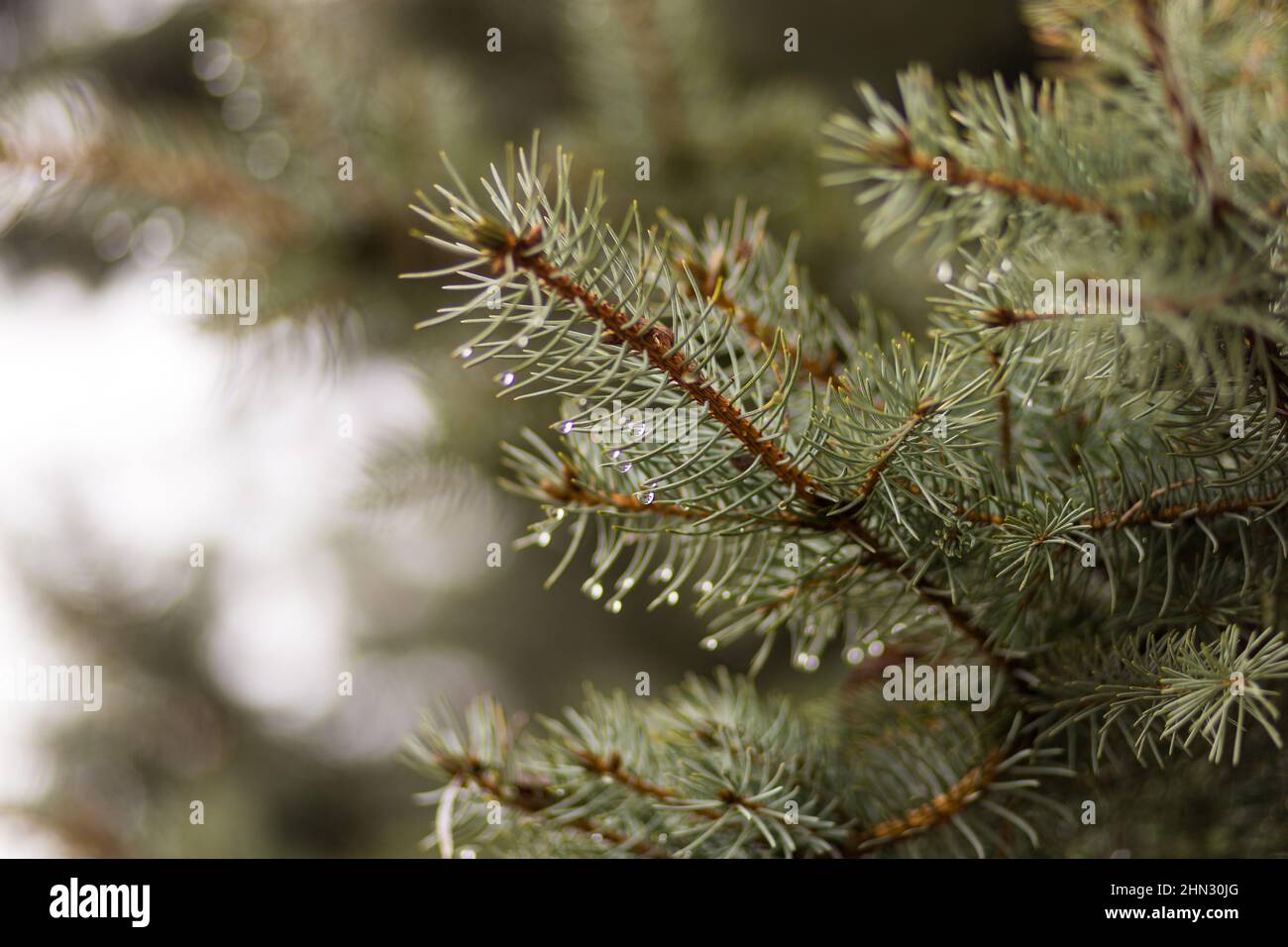Pine Tree Zoom In Close up coniferous green tree hi-res stock photography and images - Alamy
