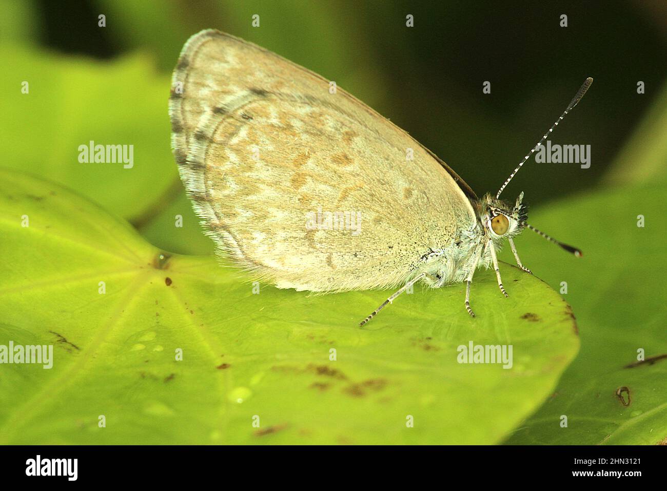 Common blue grass butterfly (Zizina otis labradus) Stock Photo