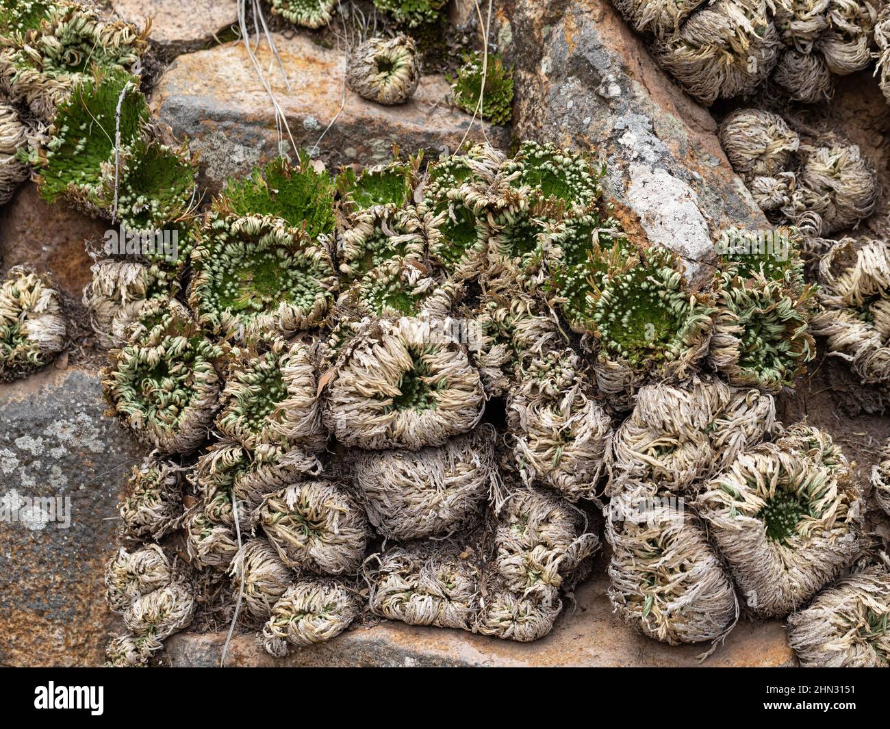Hairy Resurrection Plant growing on a rocky slope is beginning to dry and fold inwards to protect the leaf surfaces during the dry season. Stock Photo