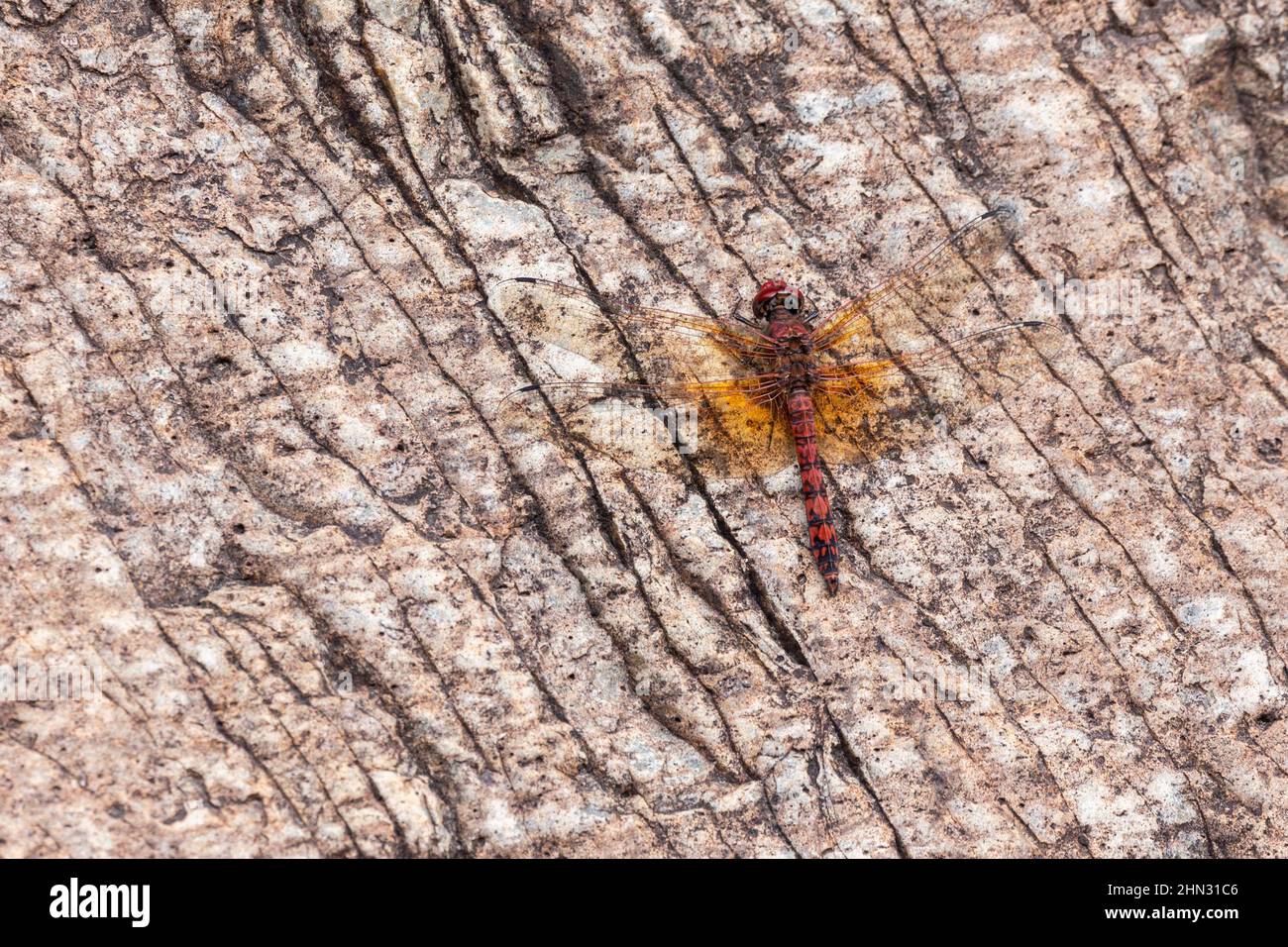 A Red Rock Skimmer dragonfly perches on the rock wall of a canyon. Stock Photo