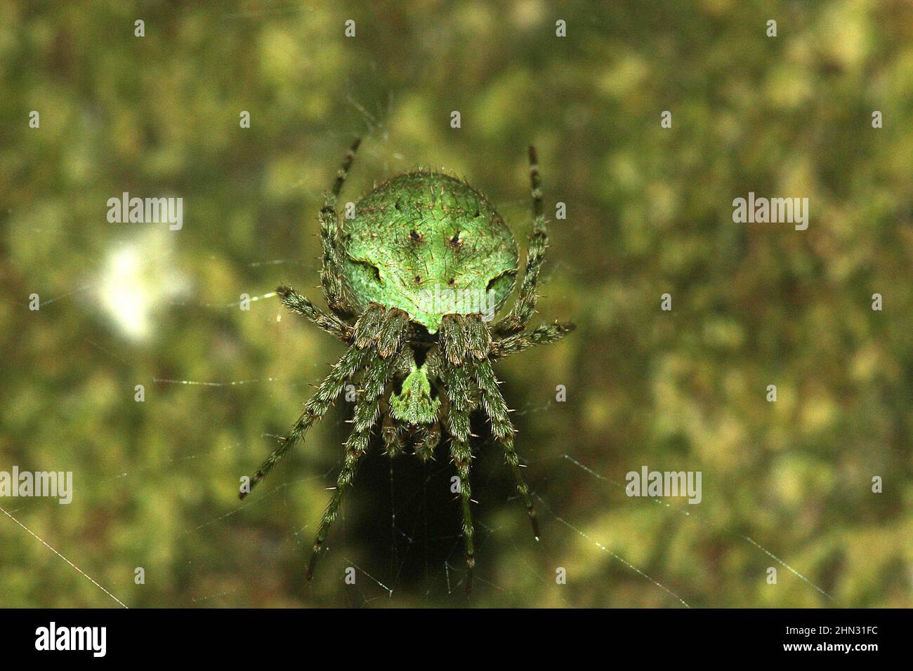 Cryptic orb-weaver spider on web (Cryptaranea sp.) Stock Photo