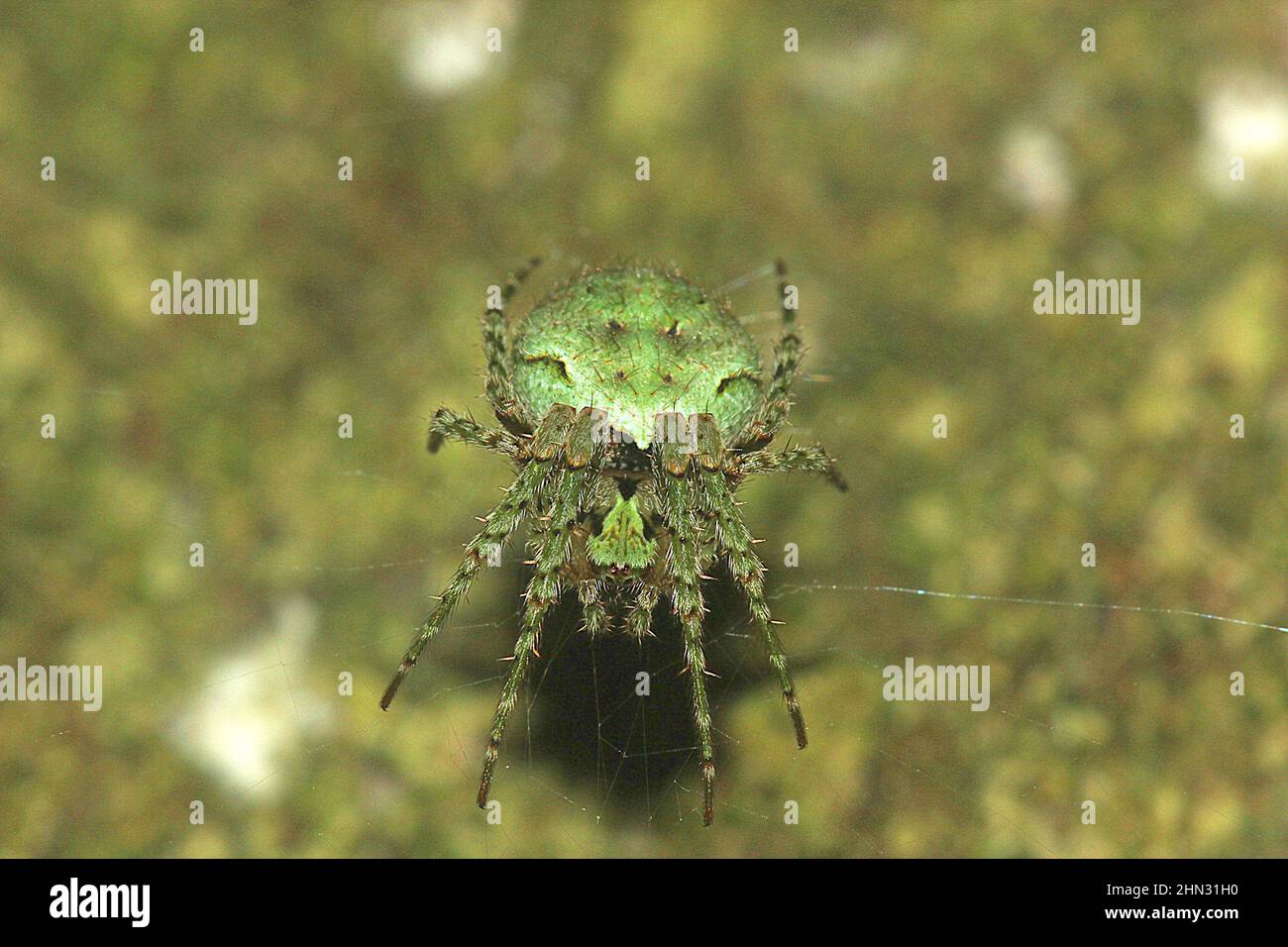 Cryptic orb-weaver spider on web (Cryptaranea sp.) Stock Photo