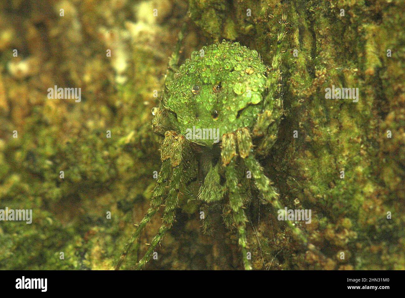 Cryptic orb-weaver spider on web (Cryptaranea sp.) Stock Photo