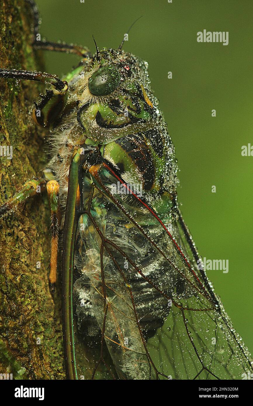 Clapping cicada hi-res stock photography and images - Alamy