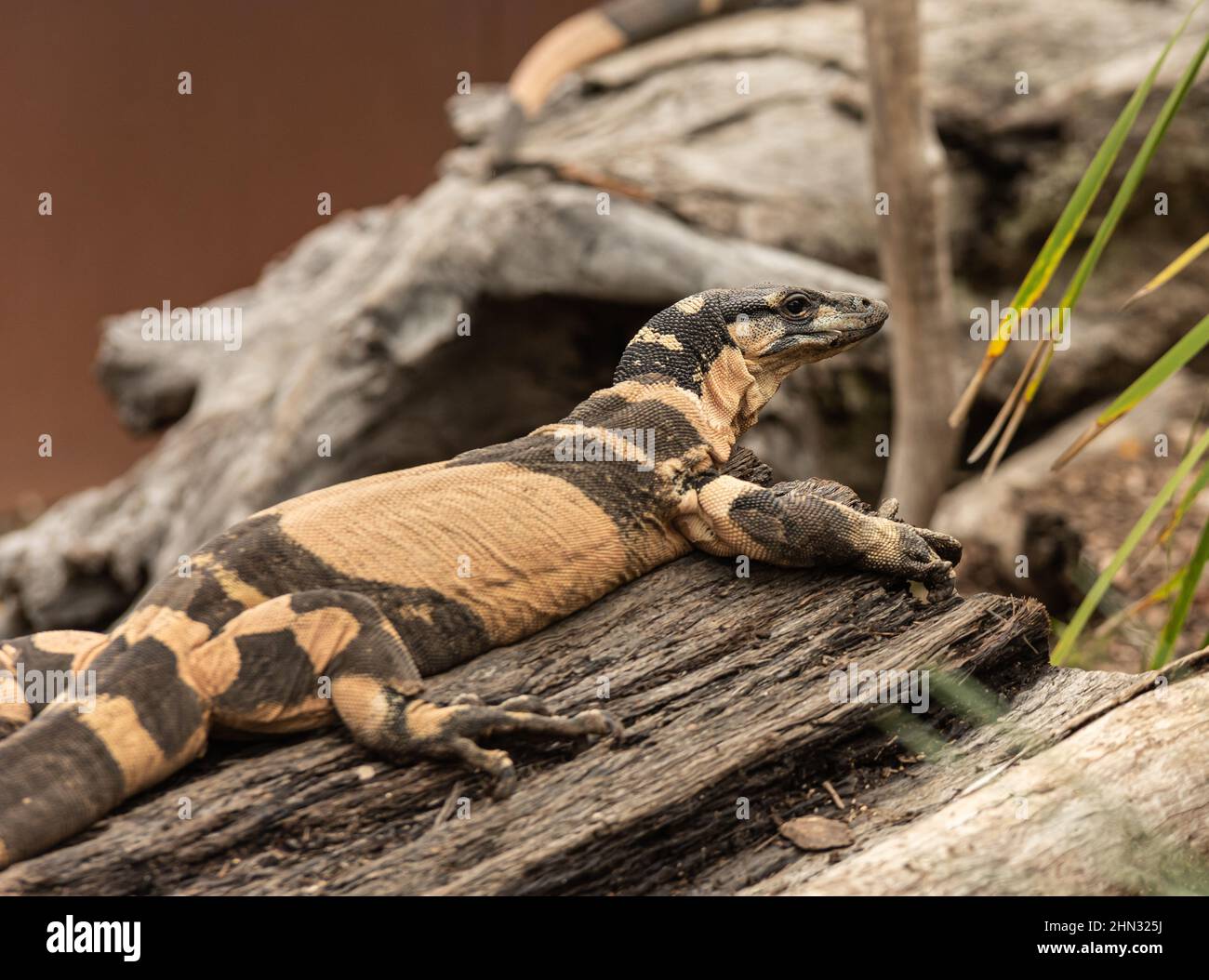 the world living lizard in natural habitat Stock Photo Alamy