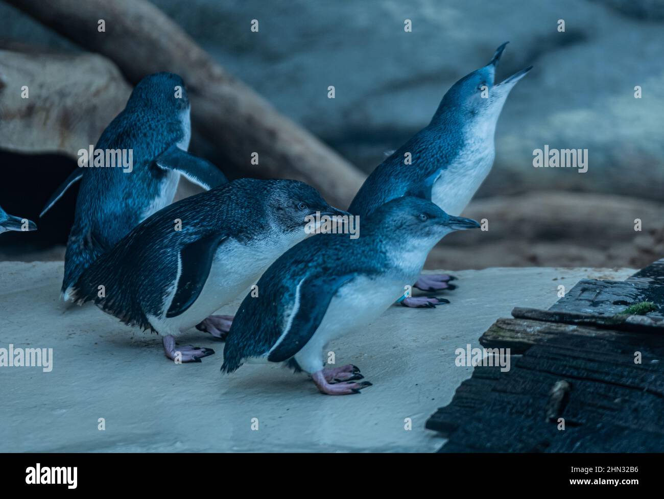 Penguin Group Leaping into Ocean Stock Photo - Alamy