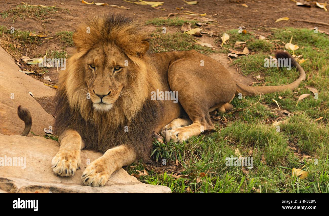 Portrait angry male lion hi-res stock photography and images - Alamy