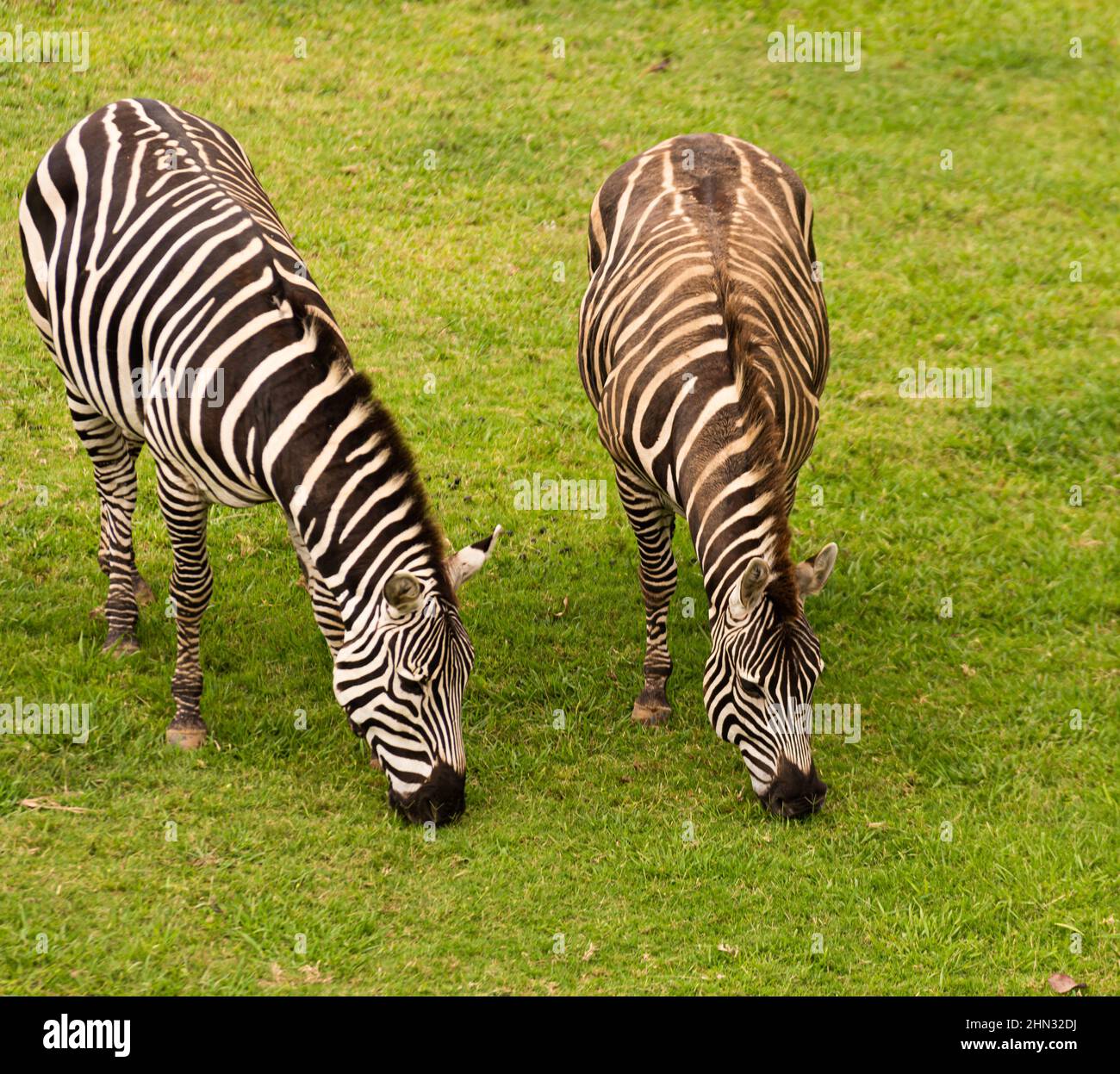 closeup from a zebra surrounded with black and white stripes Stock