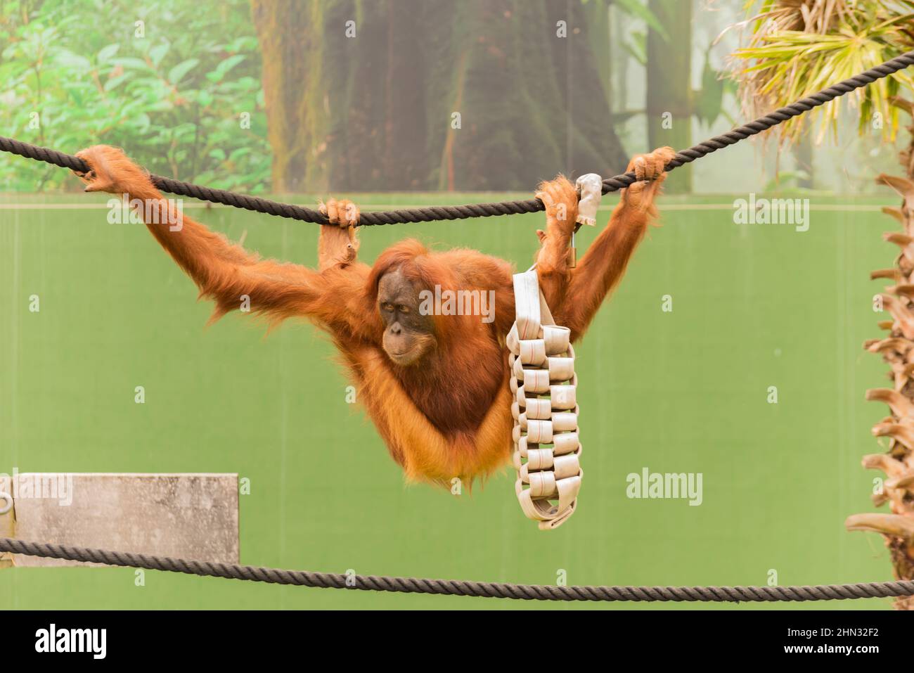 85+ [ Monky Monkey Memes ] To Swing