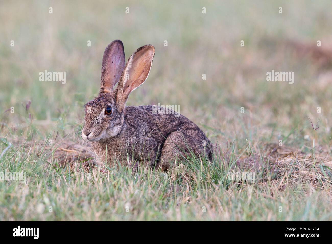 Scrub Hare, South Africa Stock Photo Alamy