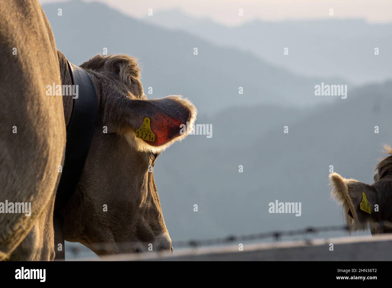 Closeup of a cow in the farm Stock Photo - Alamy