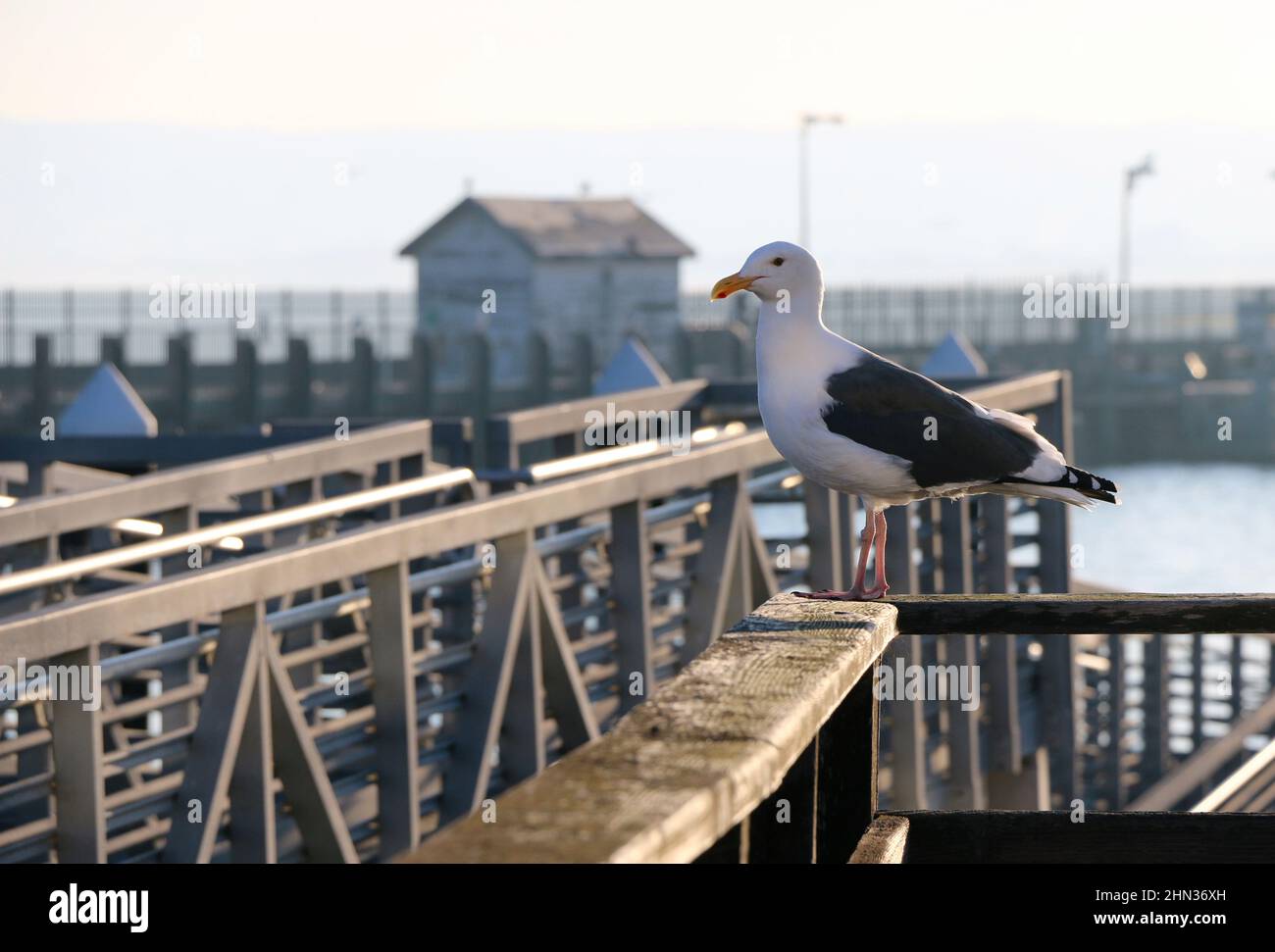 White sea gull perched on a railing, Monterey Bay Harbor. Stock Photo