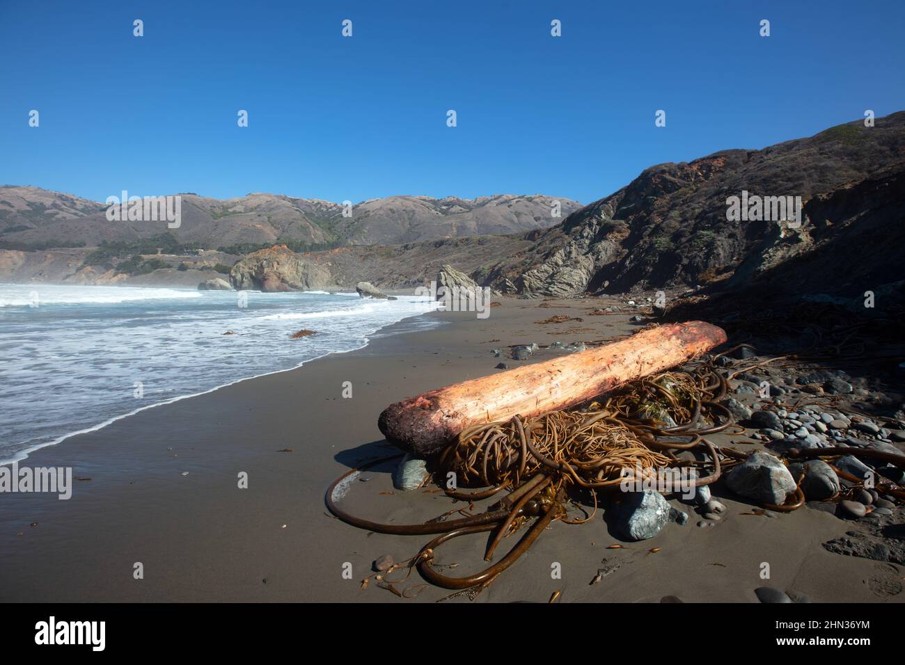 Driftwood log on Ragged Point beach at Big Sur on the Cental Coast of California United States Stock Photo