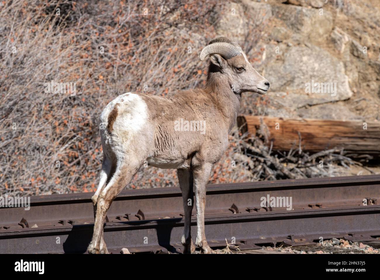 Young desert bighorn ram along railroad track used by a mining company in the Arkansas River canyon near Canon City, Colorado Stock Photo