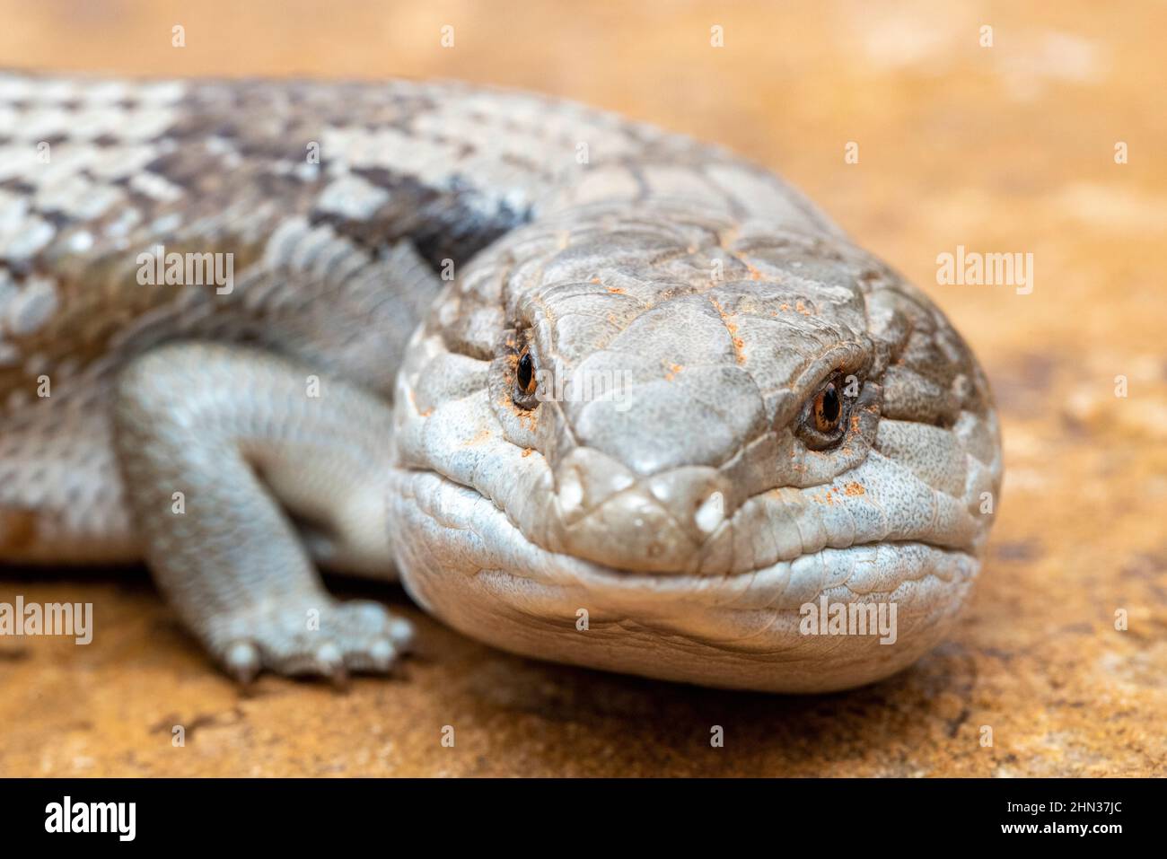 Close up of an Australian Eastern Bluetongue Skink Stock Photo Alamy