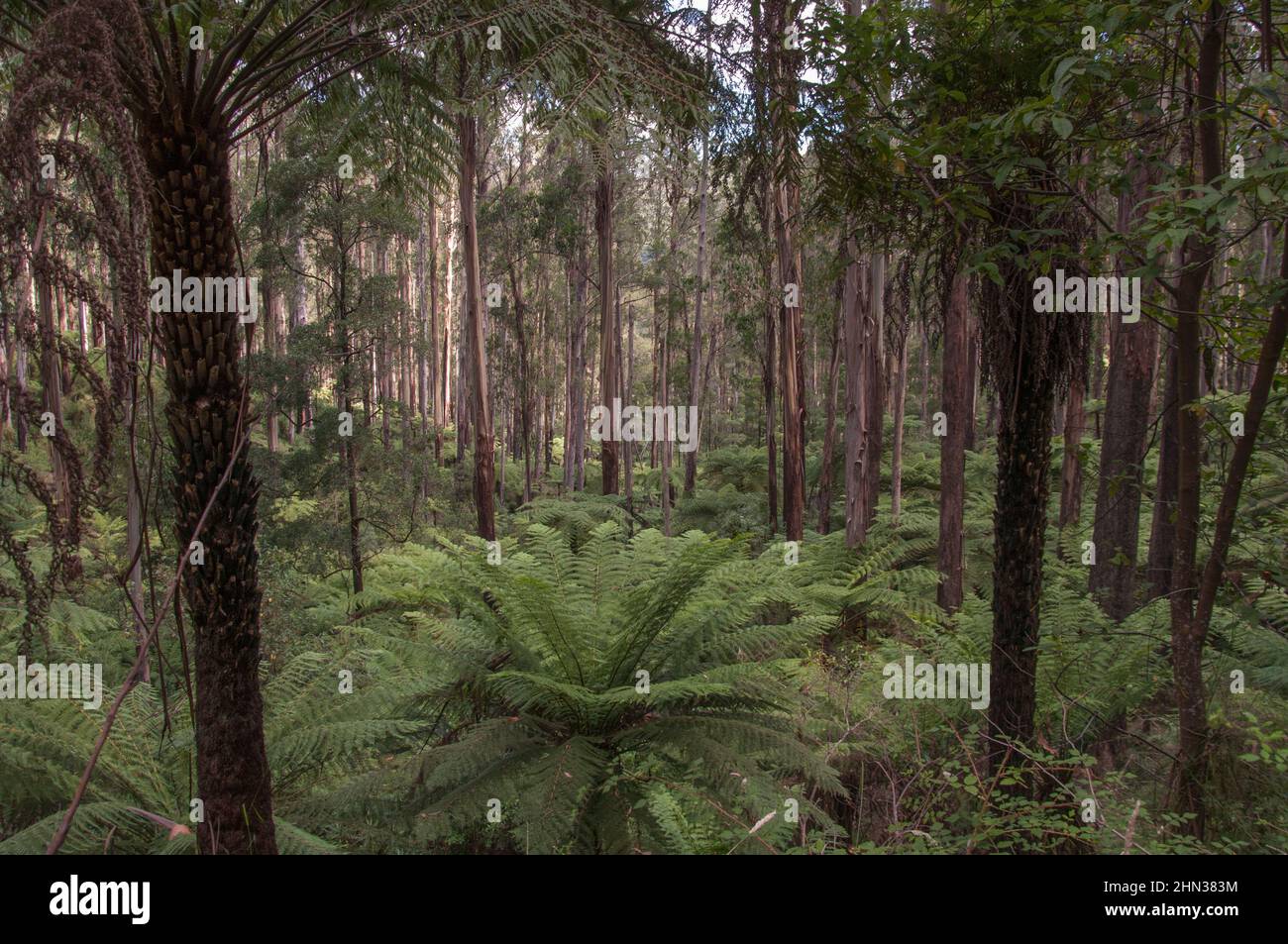 Tree ferns form an understorey to mountain ash (Eucalyptus regnans) forest on the Black Spur in the Yarra Ranges of Victoria, Australia Stock Photo