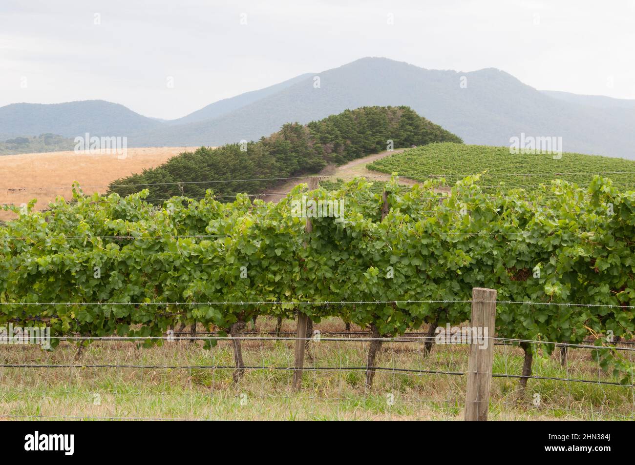 Yarra Valley wineries, Victoria, Australia Stock Photo
