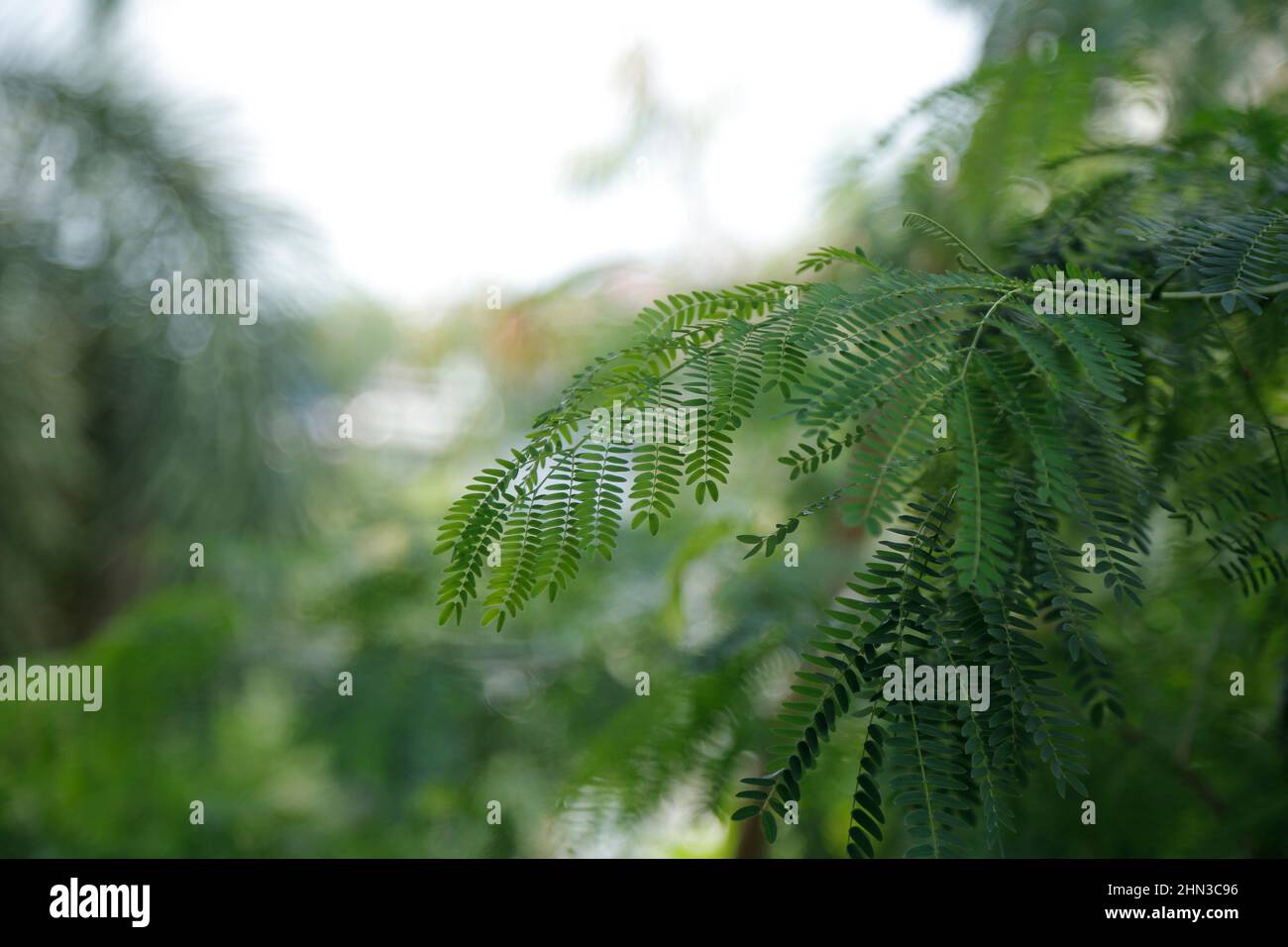 focused Tree branches with small leaves on a blurred background Stock ...