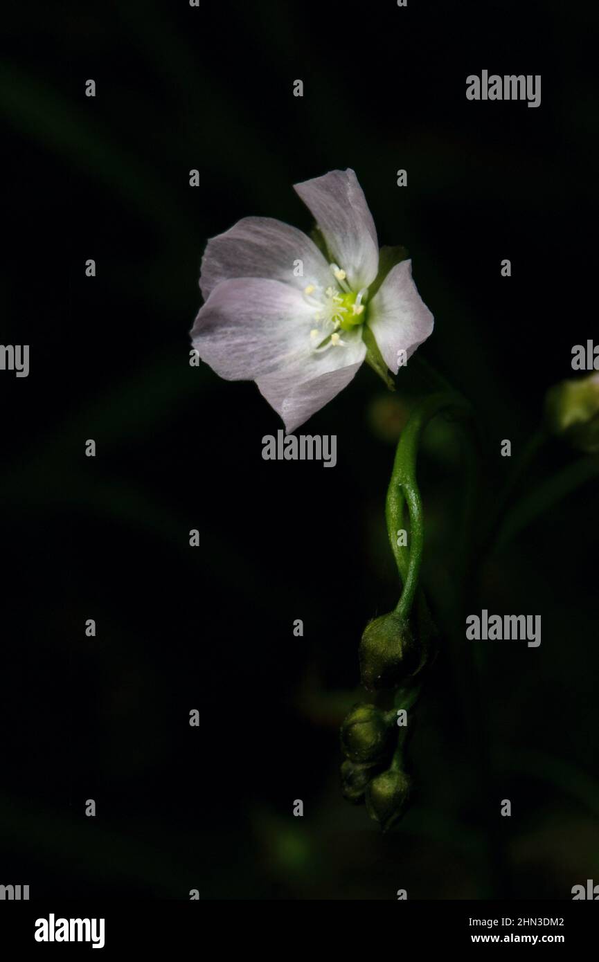 Ear Sundew (Drosera Auriculata) is a subspecies of Drosera Peltata, and is also called Tall Sundew. The flowers attract insects to the sticky leaves. Stock Photo