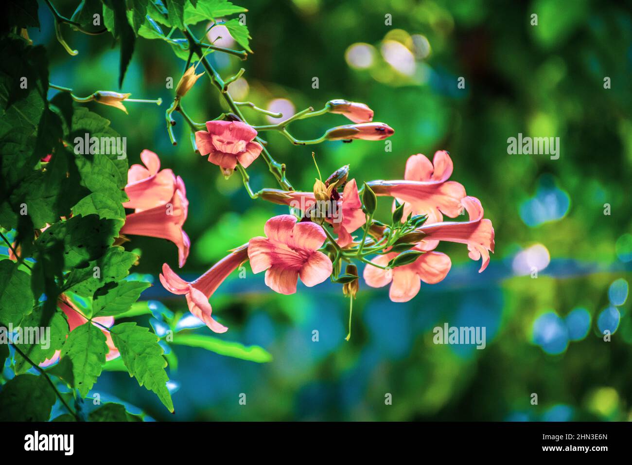 Chinese trumpet vines hi-res stock photography and images - Alamy