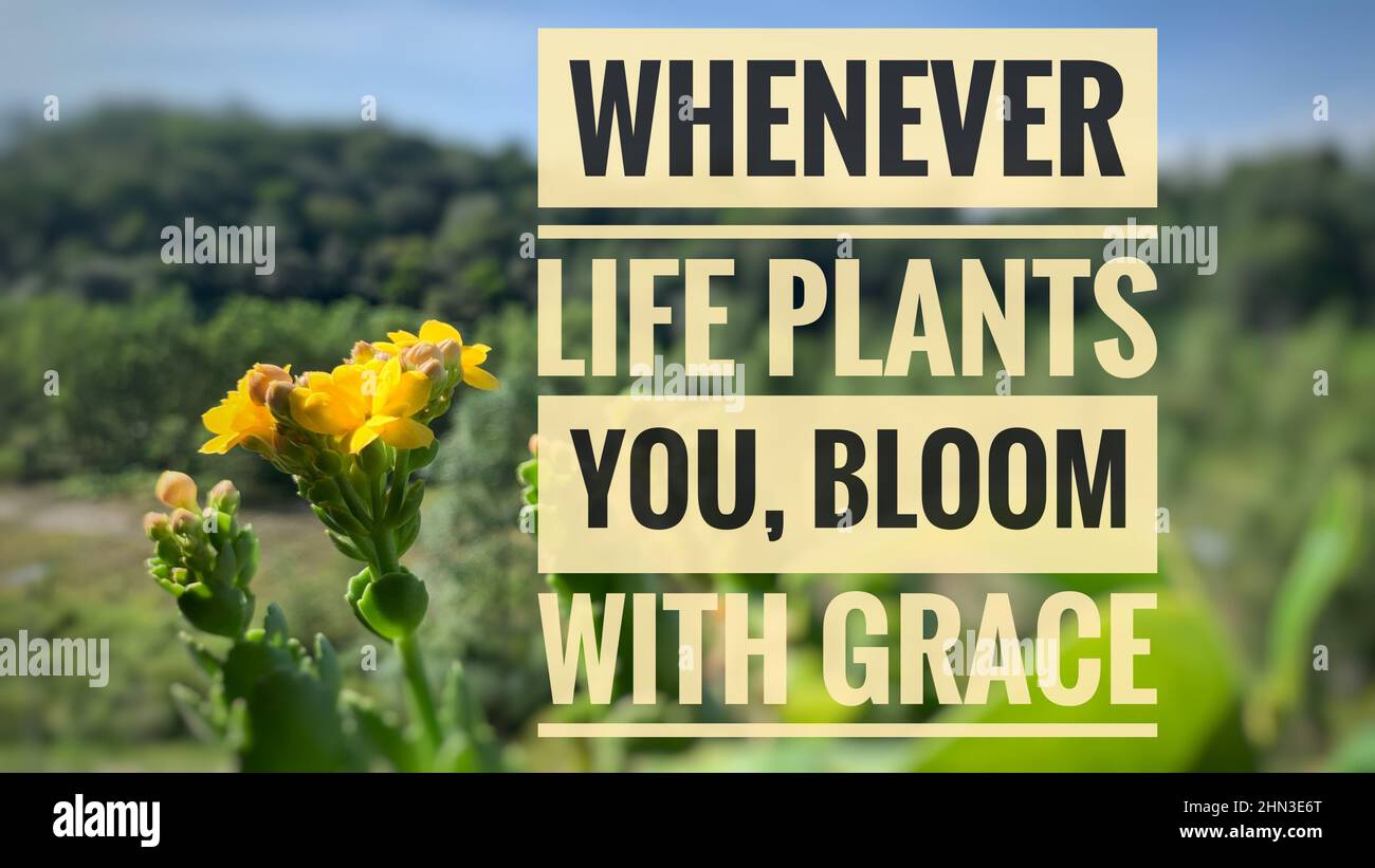 Motivational and Inspirational Quotes Whenever life plants you, bloom