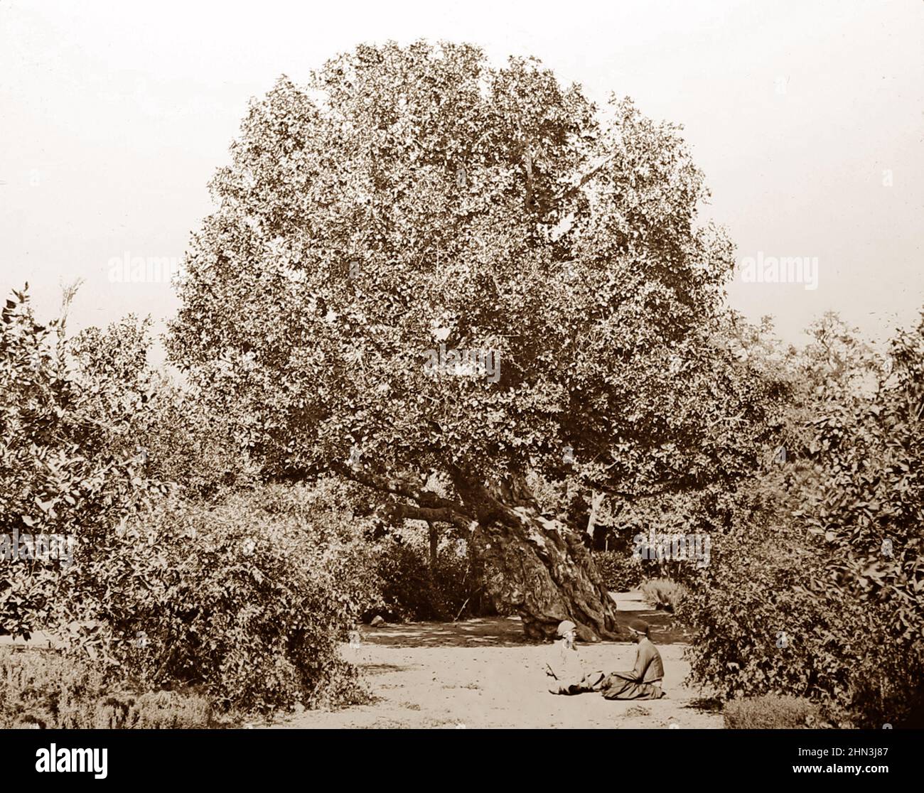 Ancient fig tree, Heliopolis, Egypt, Victorian period Stock Photo Alamy