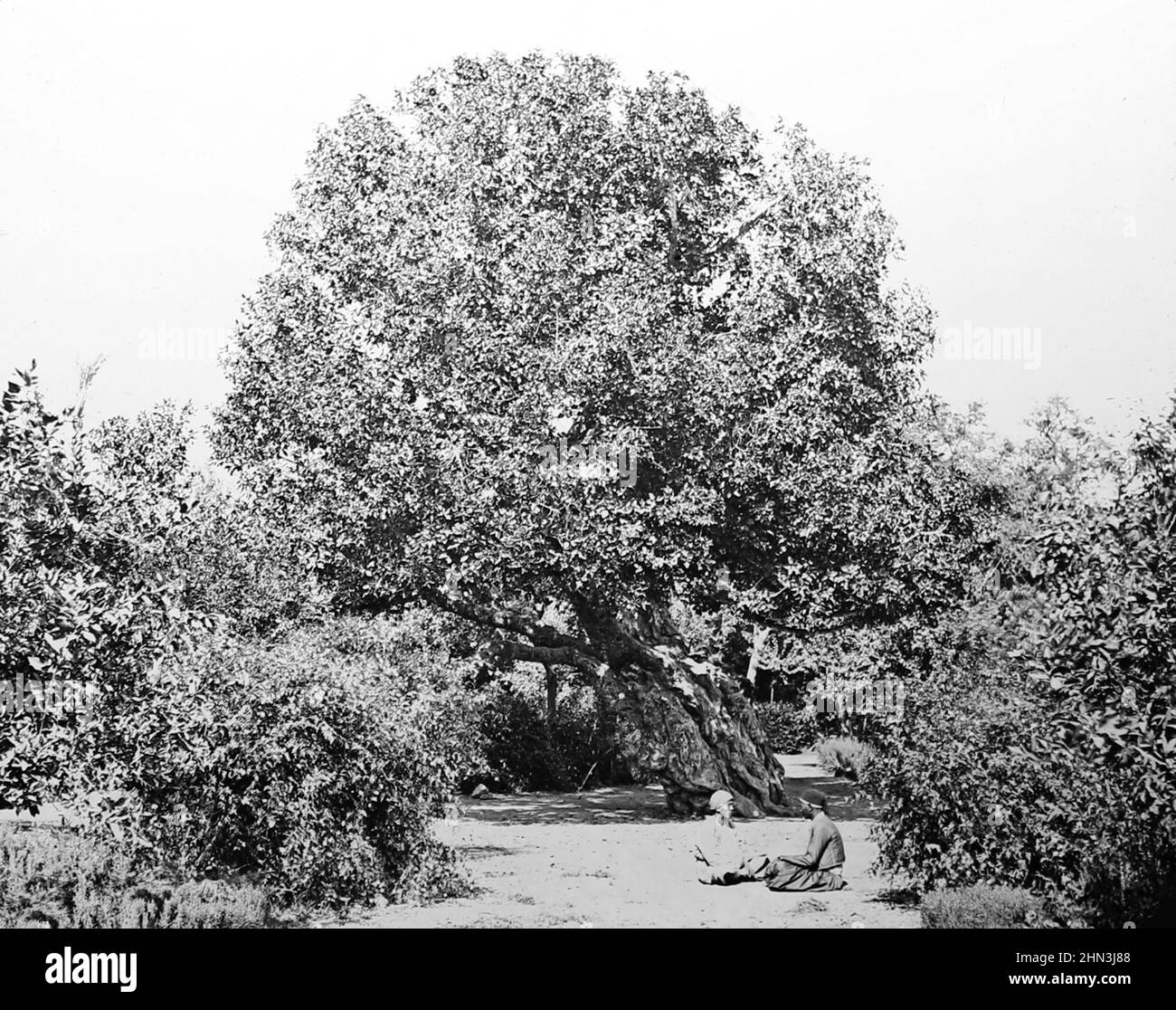 Ancient fig tree, Heliopolis, Egypt, Victorian period Stock Photo Alamy