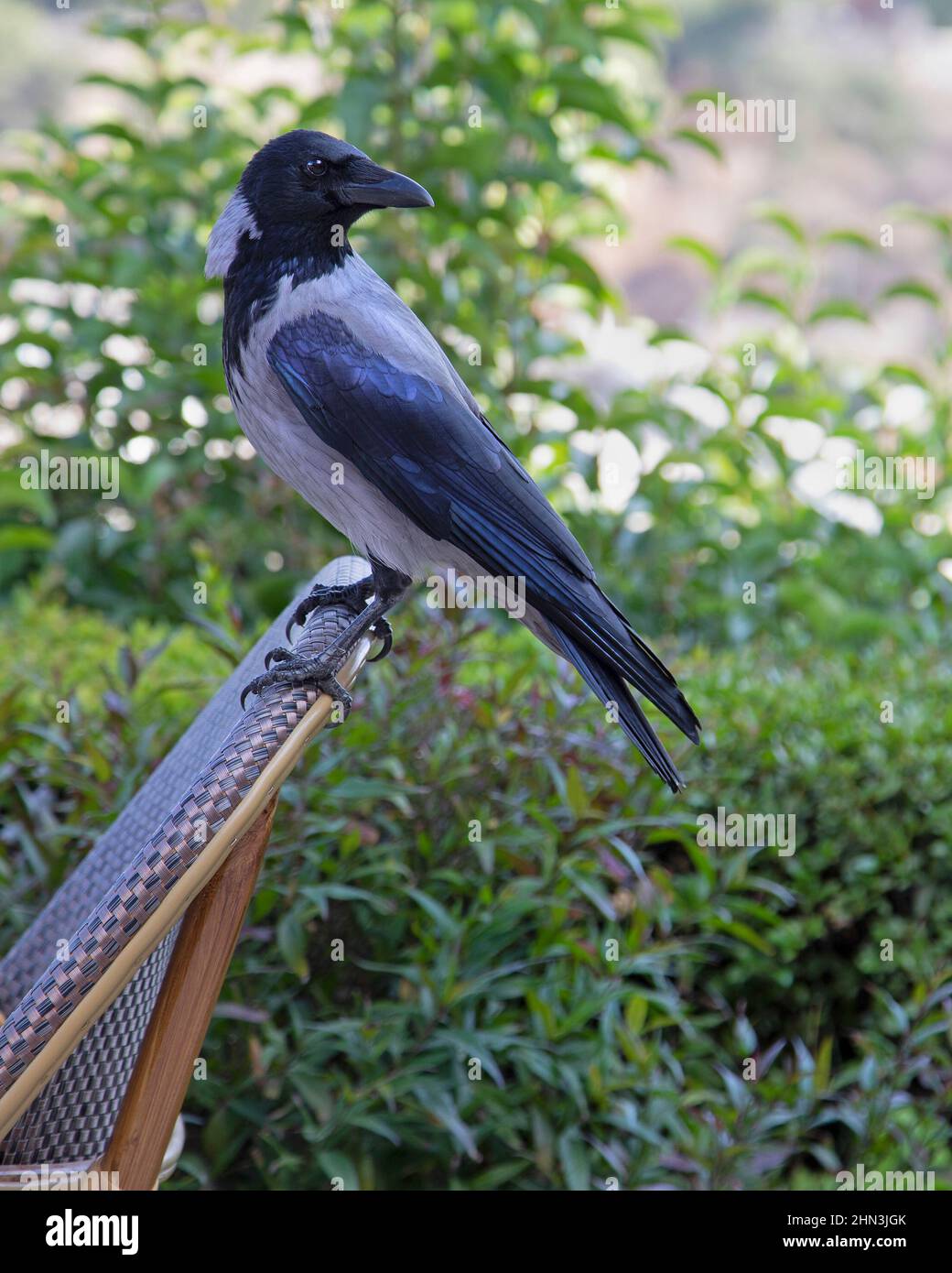 Hooded crow perched on a chair in an outdoor garden in the Yemin Moshe neighborhood of Jerusalem. Corvus cornix Stock Photo