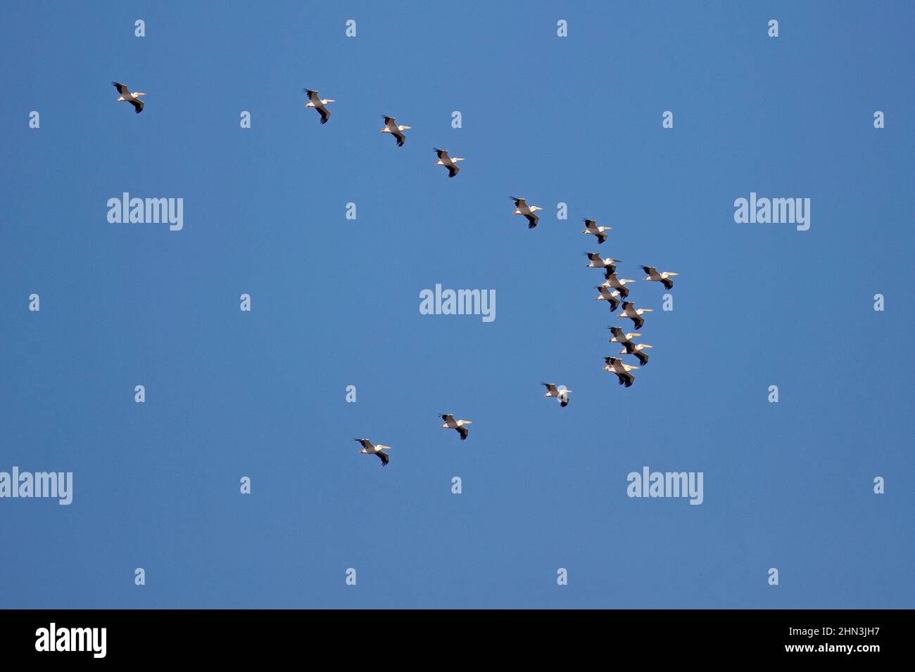 Flock of Great White Pelicans flying in blue sky over the Hula Valley, a major flyway for bird migration between Europe, Asia & Africa Stock Photo